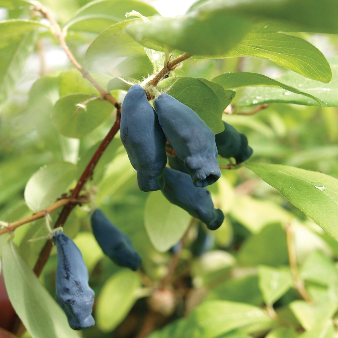 Close up of blue Sugar Mountain Eisbar Lonicera berries