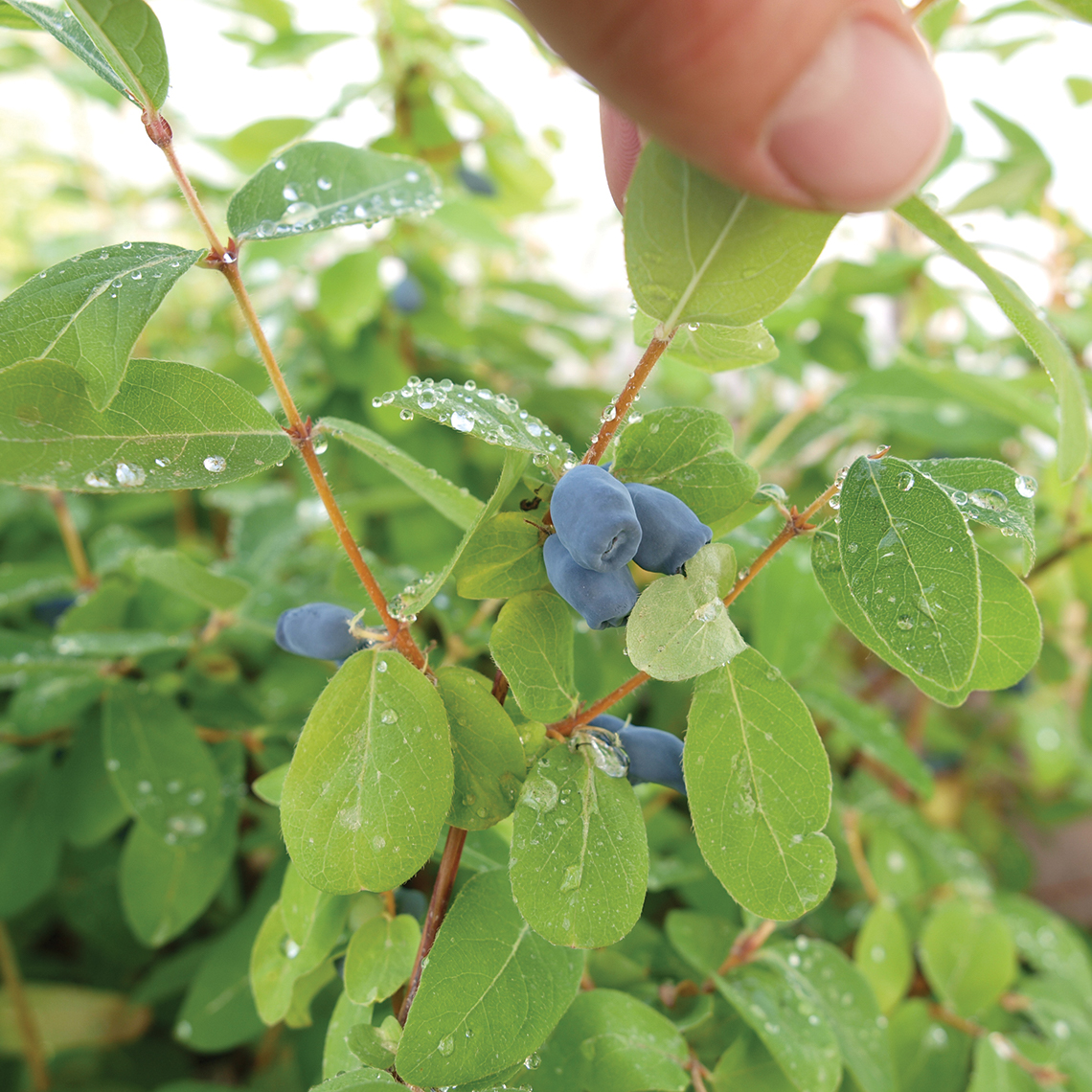 Close up of Sugar Mountain Kalinka Lonicera lime green foliage and blue berries
