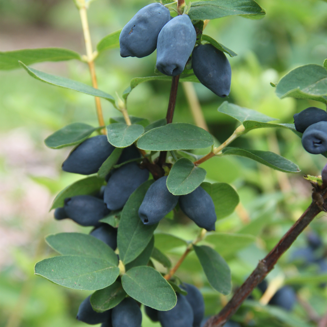 Yezberry Honey Bunch Lonicera bountiful blue berries on vine