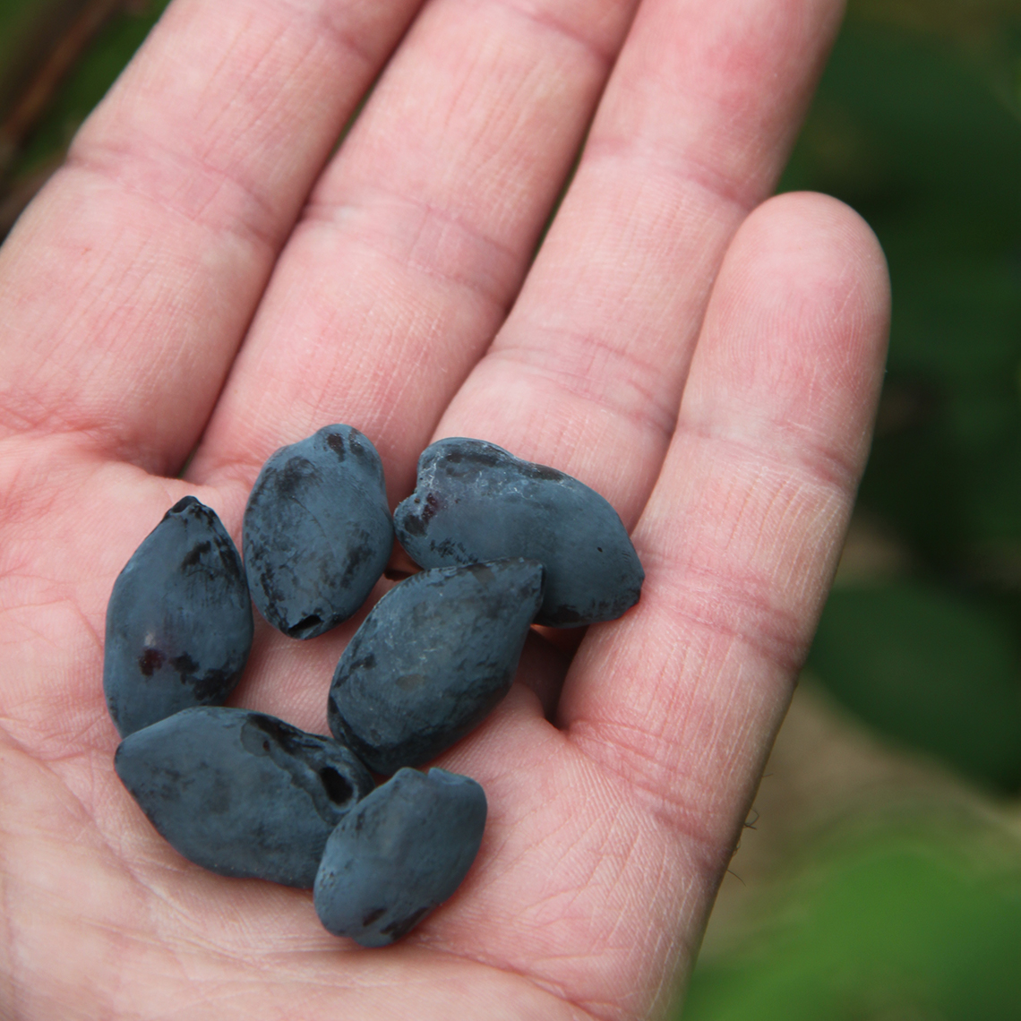 Close up of Yezberry Honey Bunch Lonicera blue berries in hand off the vine