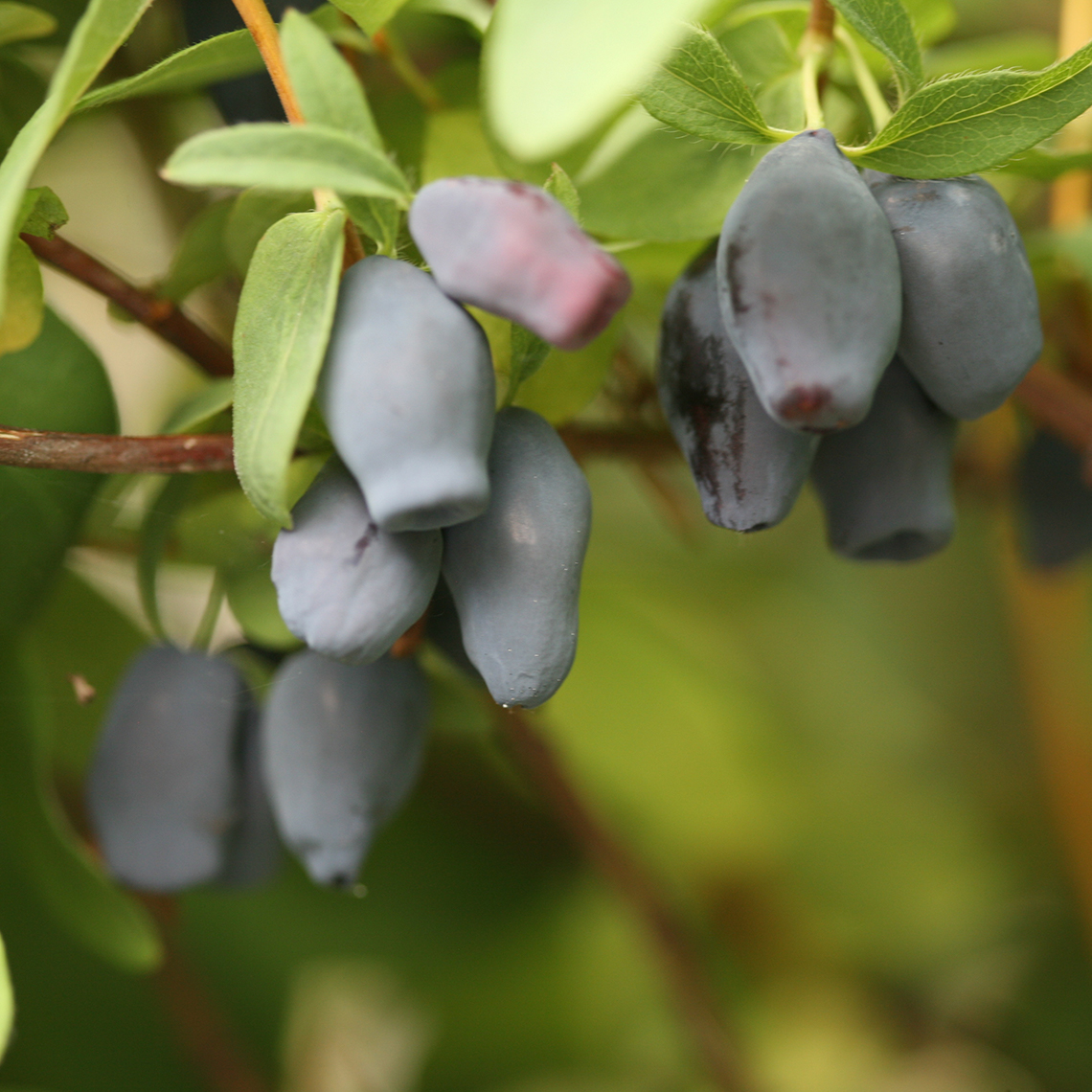 Close up of Yezberry Maxie Lonicera berries on vine
