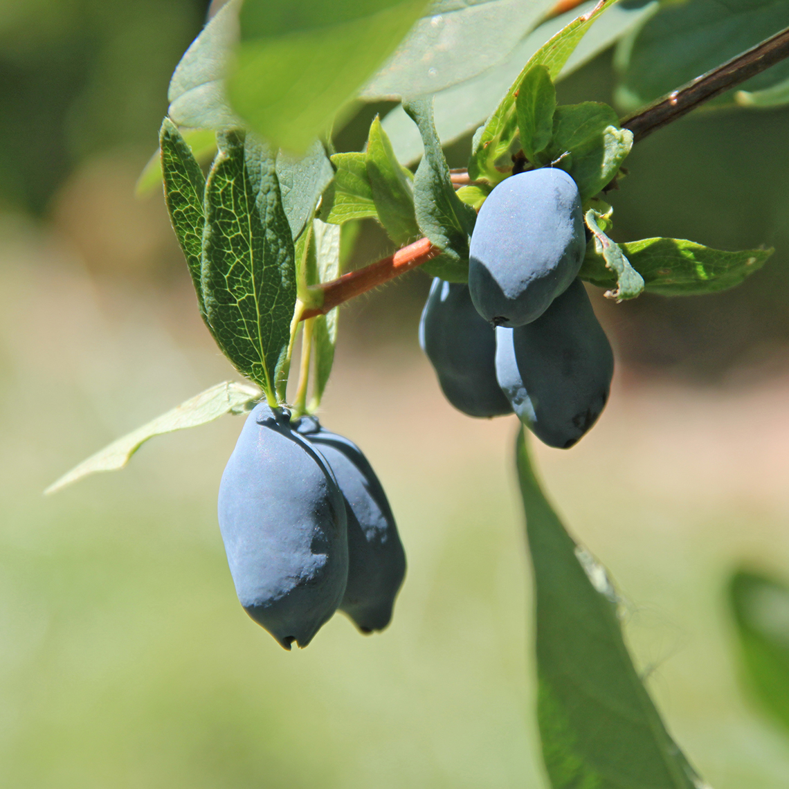 Close up of blue Yezberry Sugar Pie Lonicera berries on vine