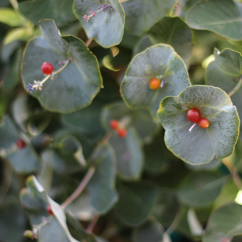 Close up of the red berries on Kintzley's Ghost lonicera