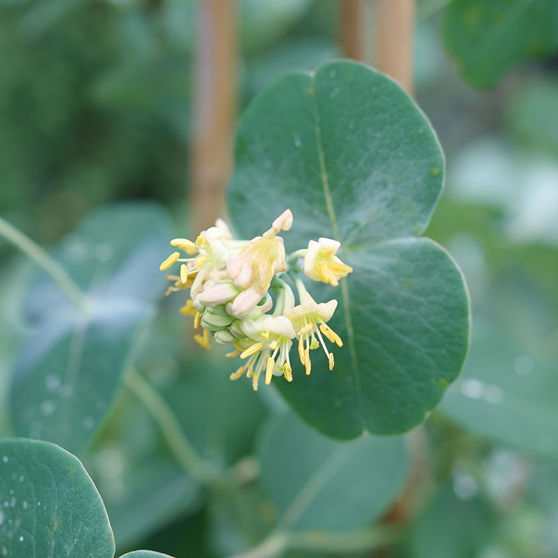 Close up of the blooms of Kintzley's Ghost lonicera 