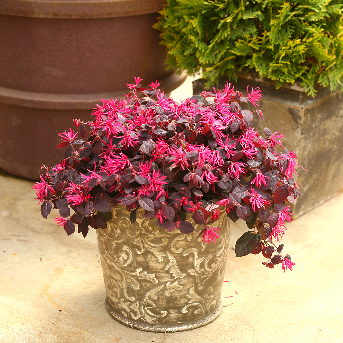 Jazz Hands Pink Loropetalum in container with blooms