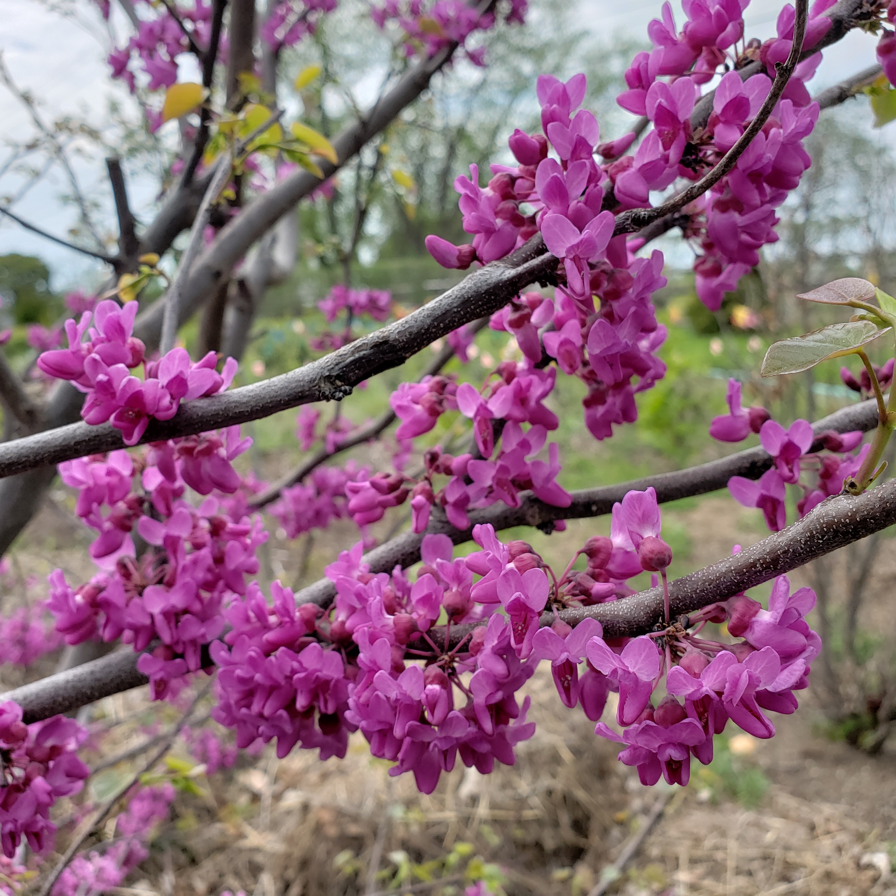 Fluffy neon purple flowers on Lucious Lavender redbud.