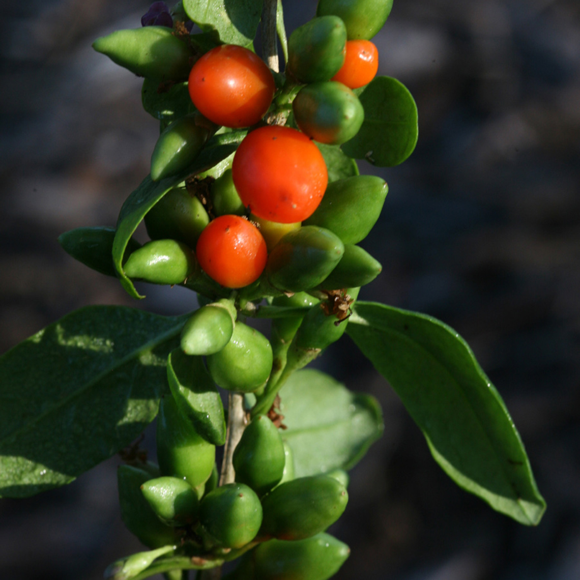 Big Lifeberry Lycium green and red berries