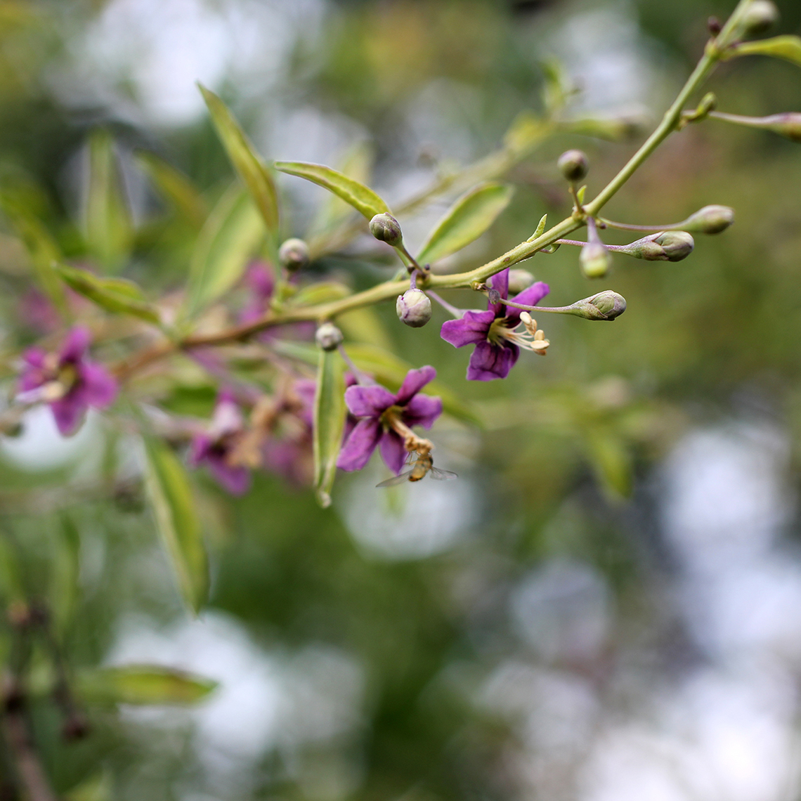 Close up of Sweet Lifeberry Lycium purple blooms