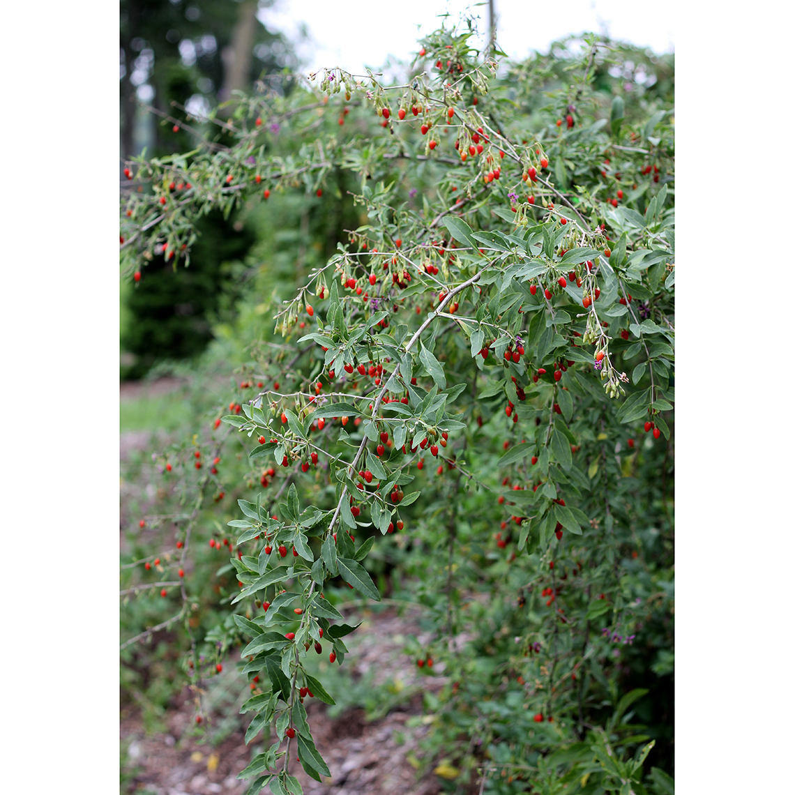 Sweet Lifeberry Lycium with fruit in landscape