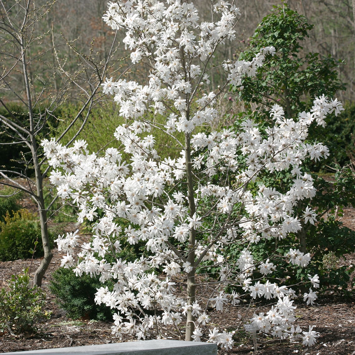 Centennial Magnolia blooming heavily in a garden bed
