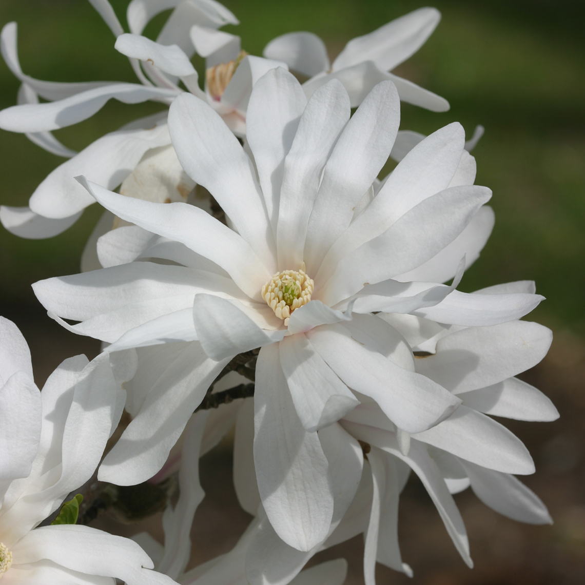Close up of white Centennial Magnolia bloom