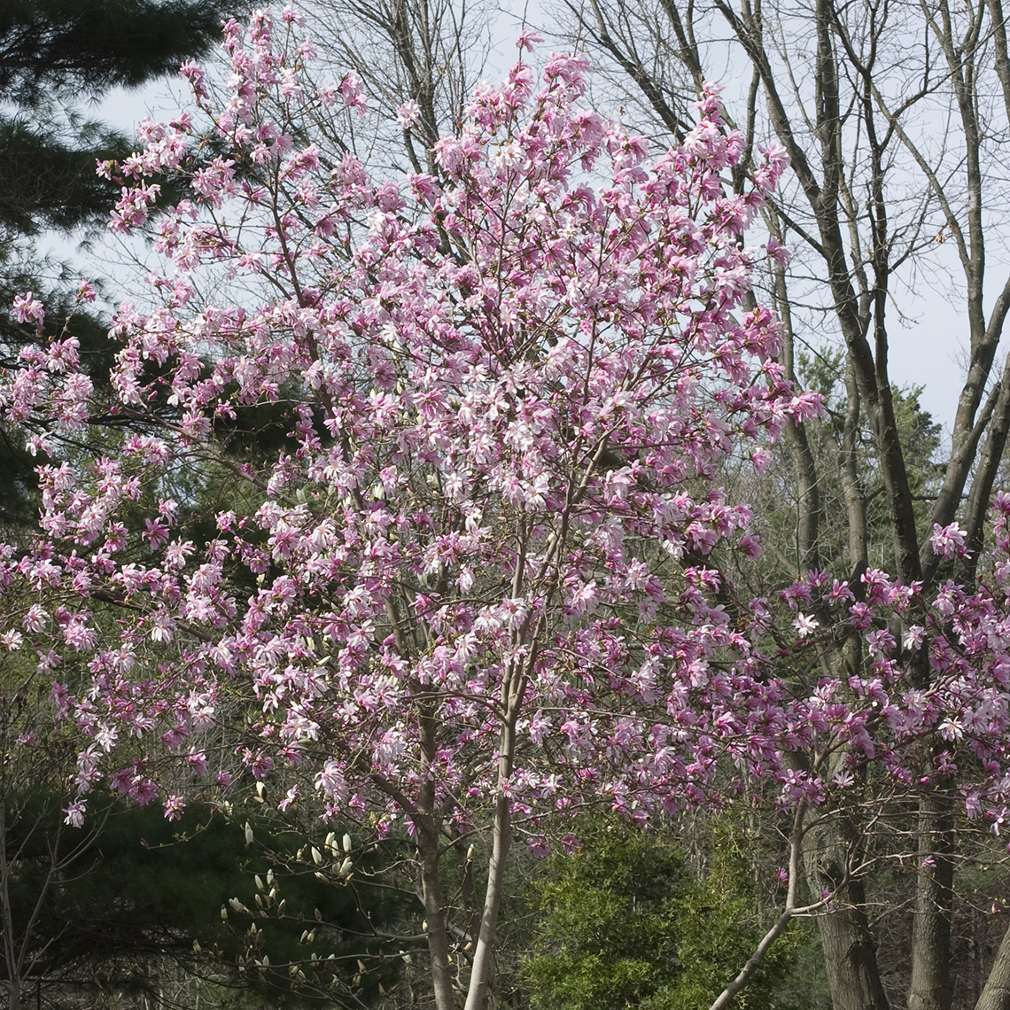 Merrill Magnolia blooming heavily in the landscape