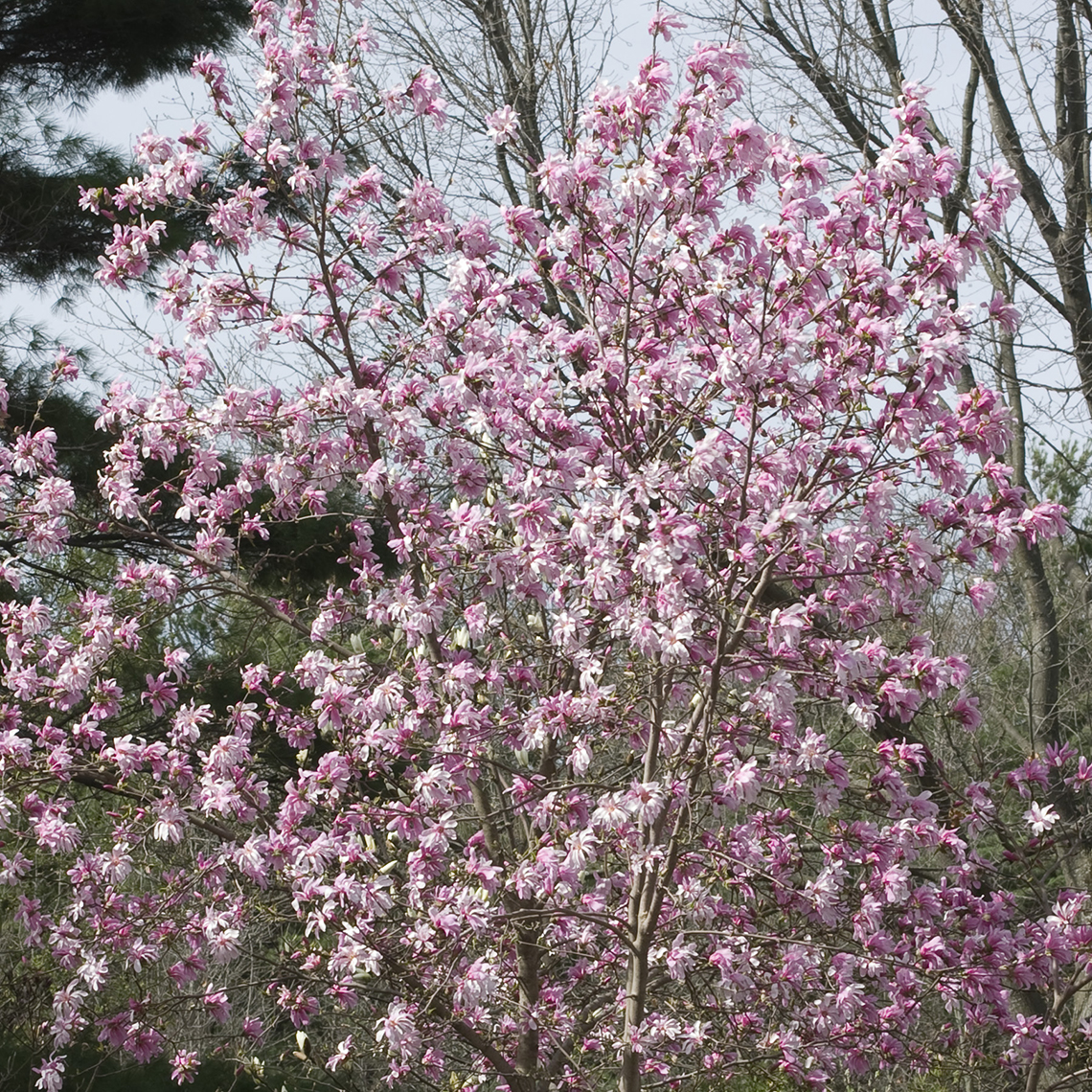 Merrill Magnolia abundant pink blooms in the landscape