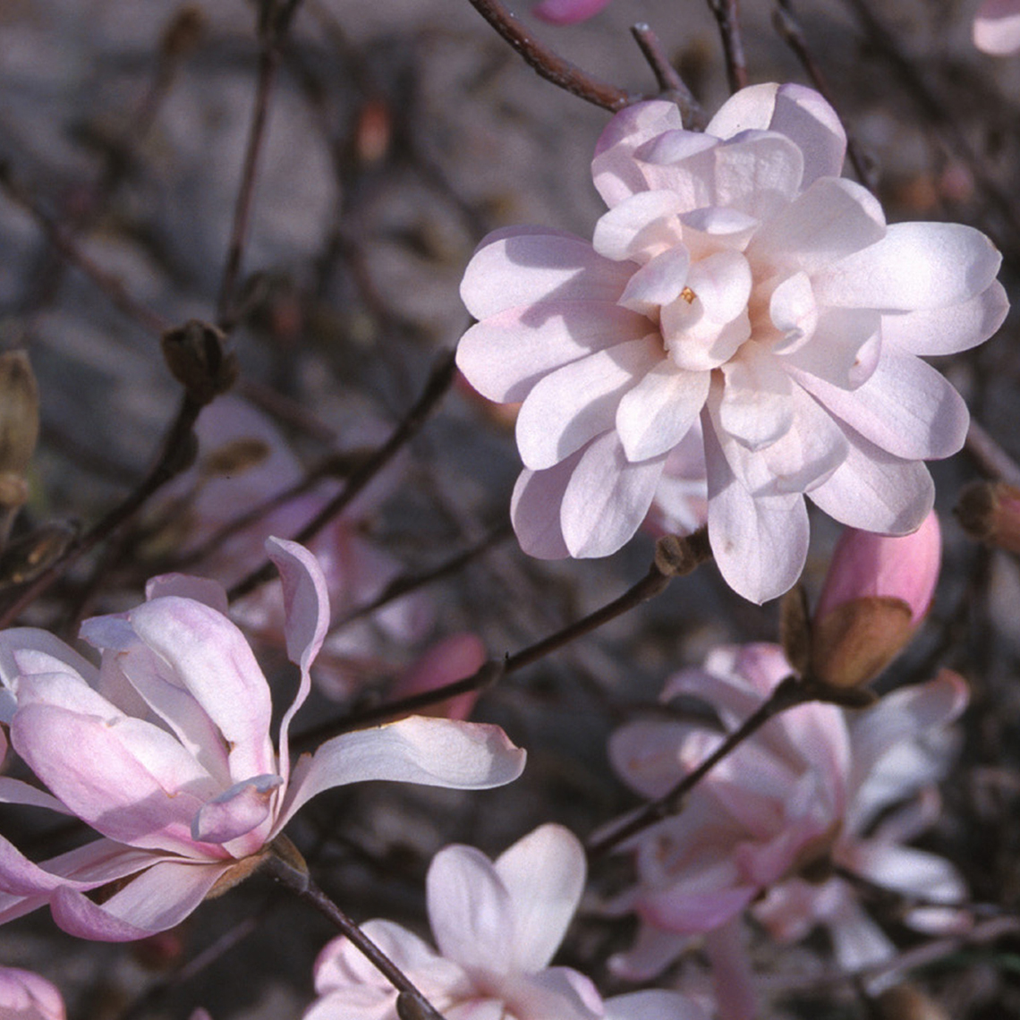 Close up of light pink Waterlily Magnolia blooms