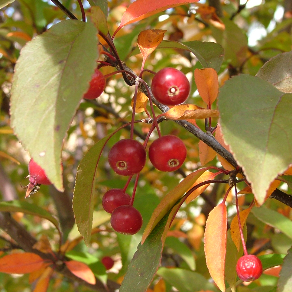 The attractive red fruits of Show Time crabapple