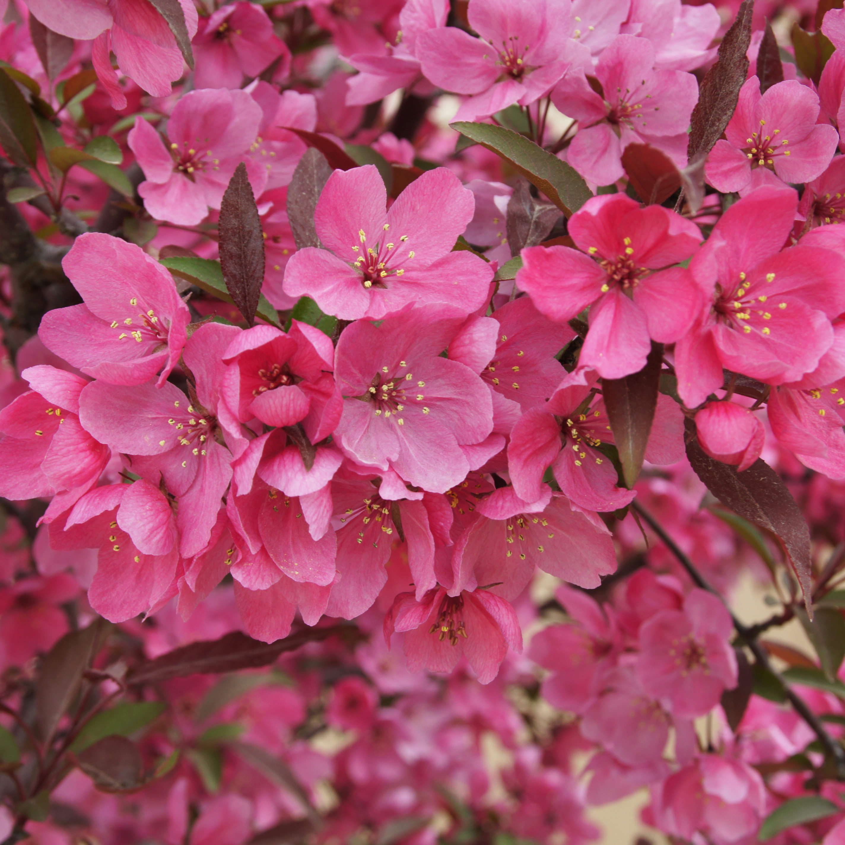 A close up view of the pink flowers of Show Time crabapple