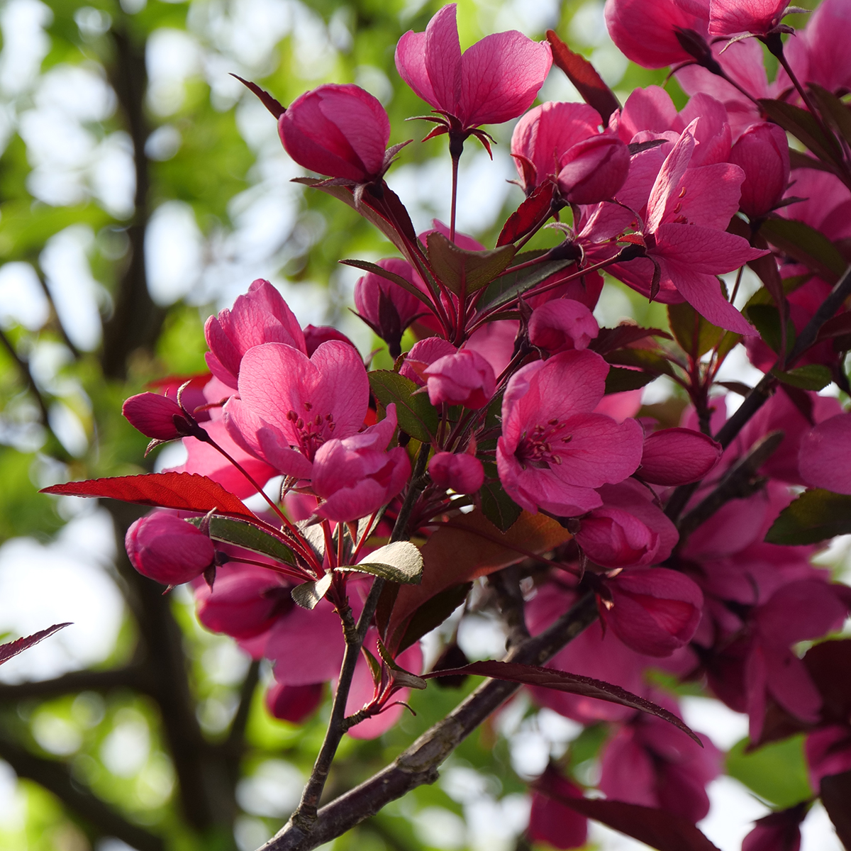 The lovely pink flowers of Show Time crabapple