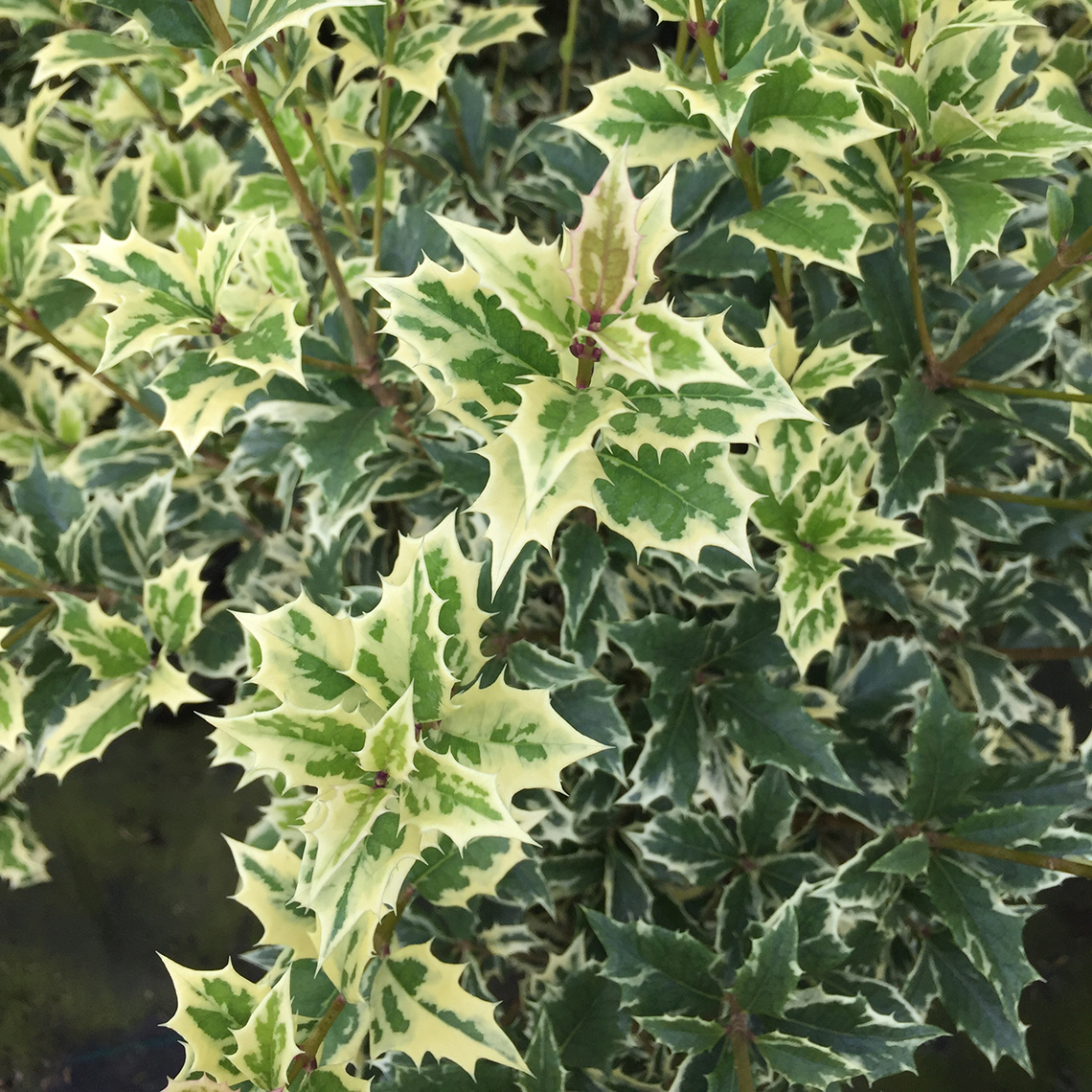 Close up of variegated Variegatus Osmanthus foliage