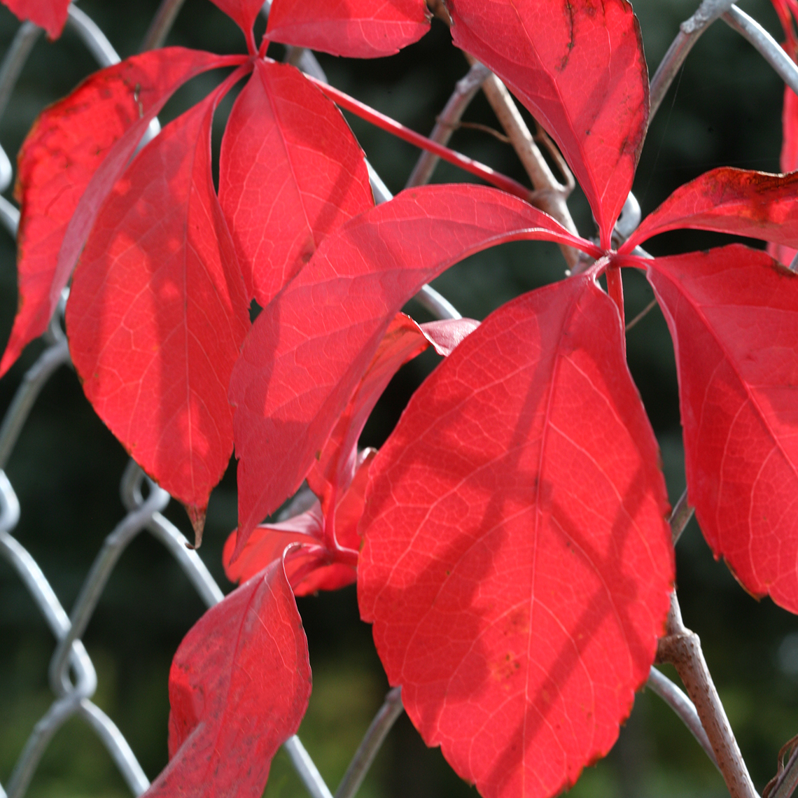 Close up of vibrant red Red Wall Parthenocissus foliage on chain link fence
