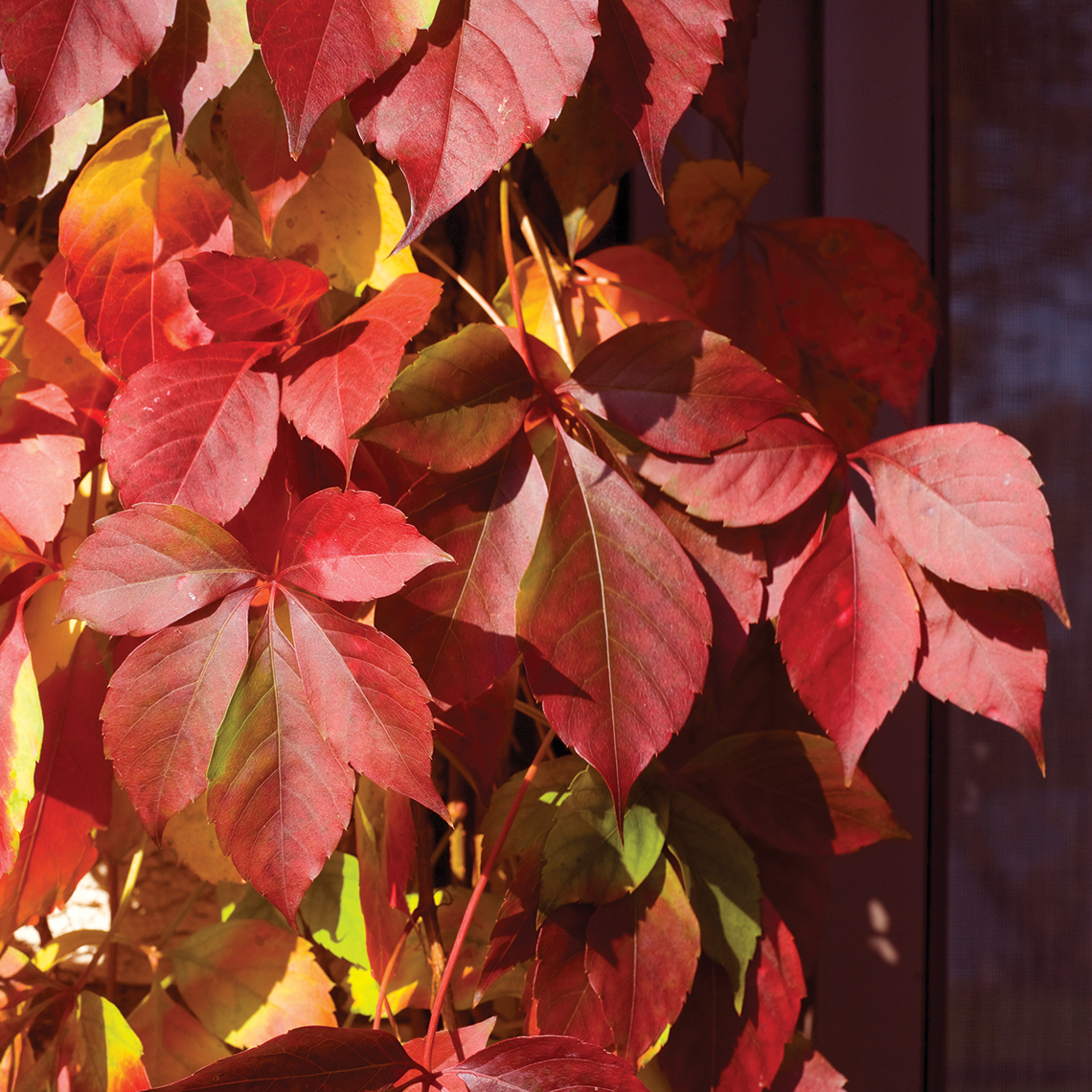 Close up of red and yellow Red Wall Parthenocissus foliage