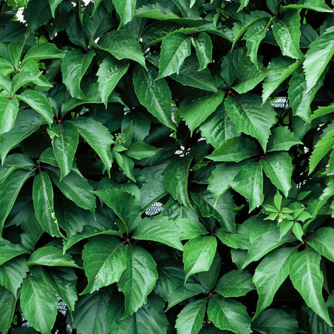 Green foliage from Red Wall Parthenocissus