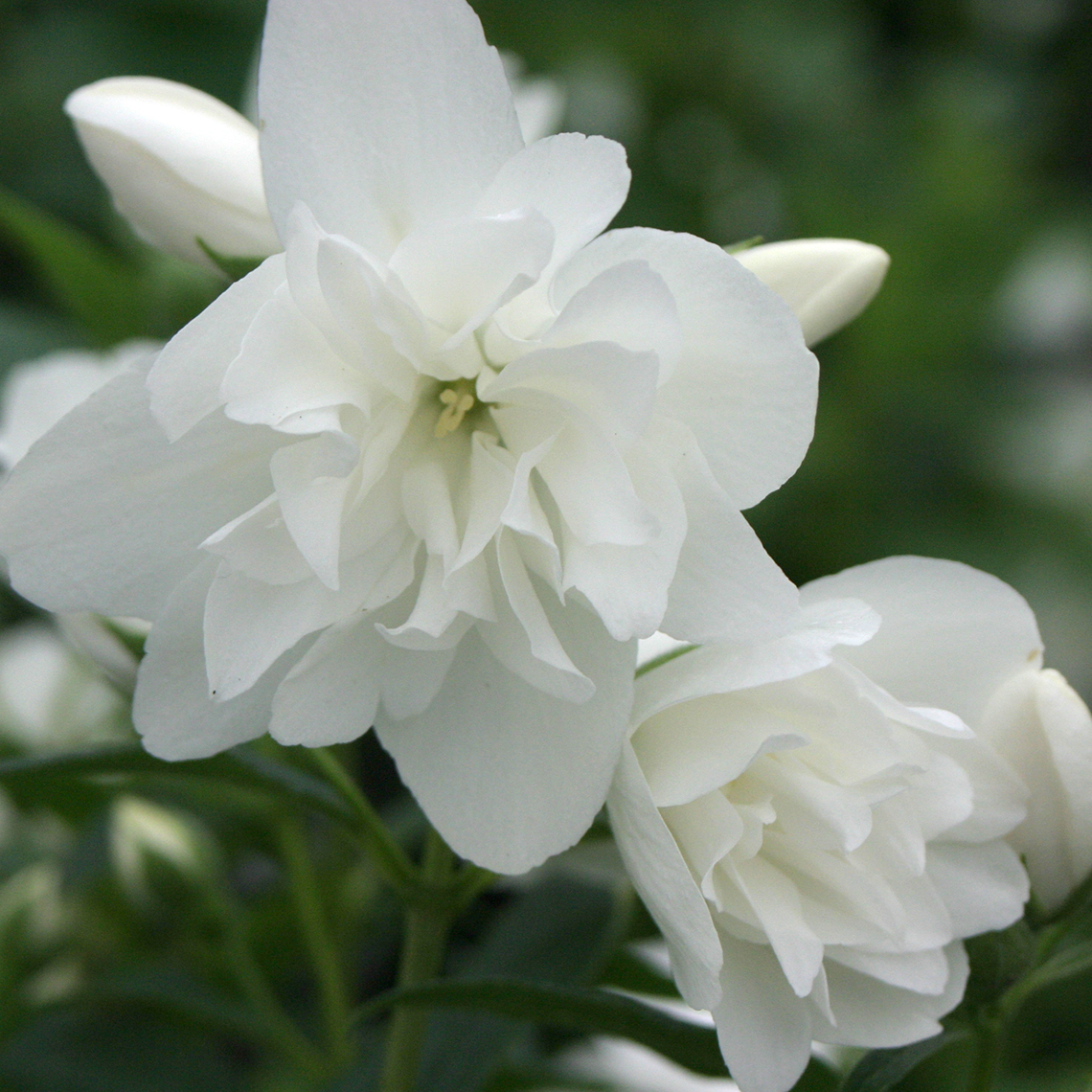 Close up of two white Snow Dwarf Philadelphus blooms