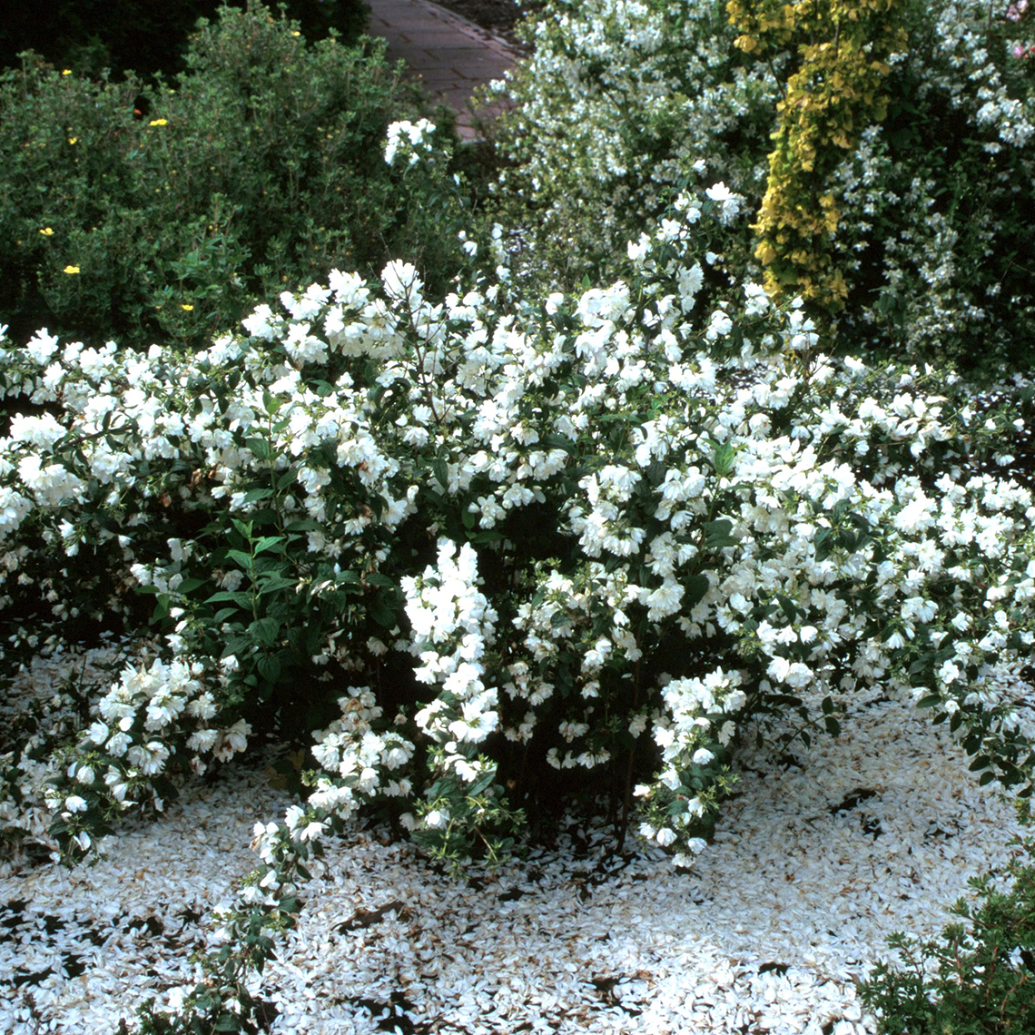 Snowbelle Philadelphus abundant white blooms in the landscape