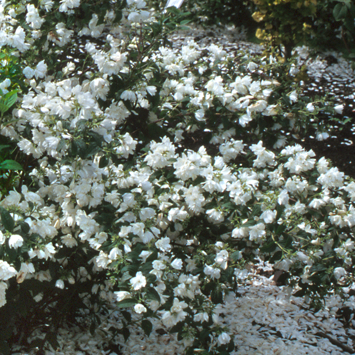 Close up of white Snowbelle Philadelphus blooms