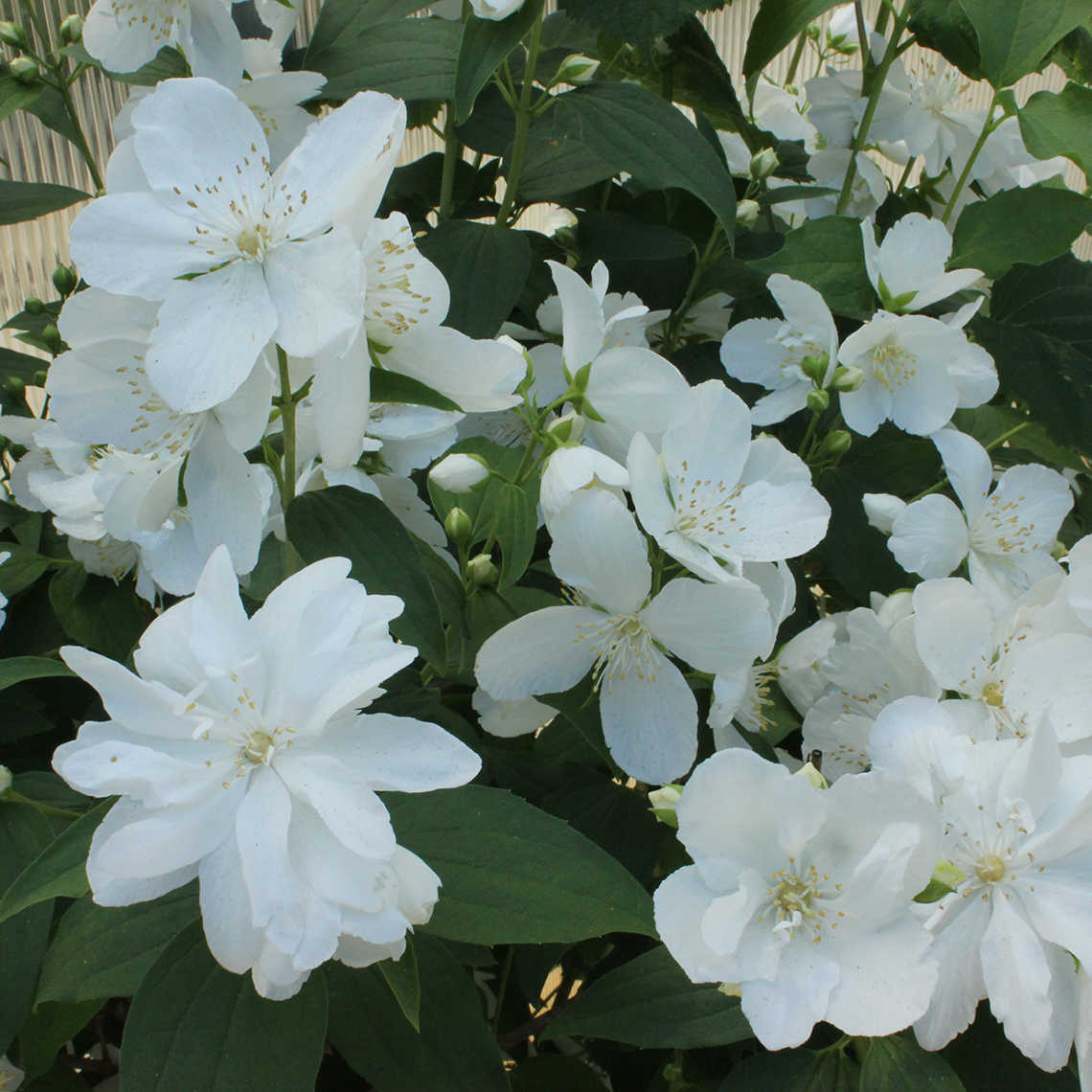 Abundant white blooms of White Rock Philadelphus