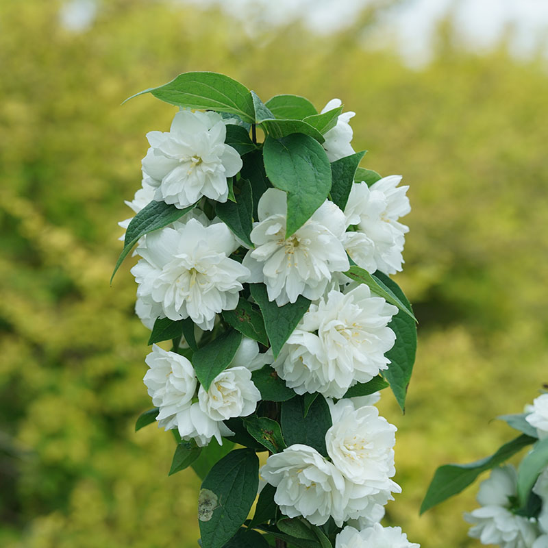 Close up of a branch of Illuminati Spice mock orange covered in white blooms