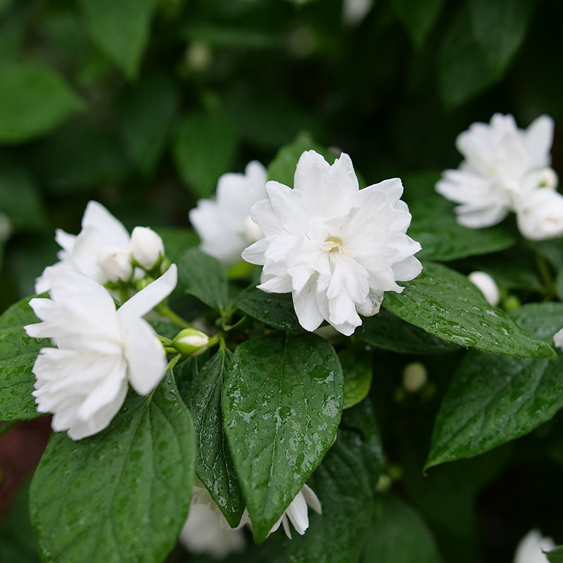 Close up of the white blooms of Illuminati Spice philadelphus