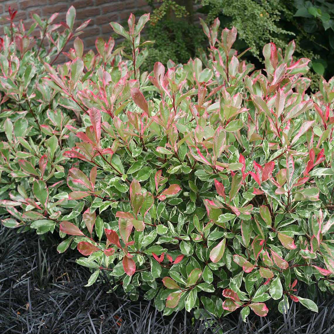 Variegated Pink Marble Photinia planted with Ophiopogon