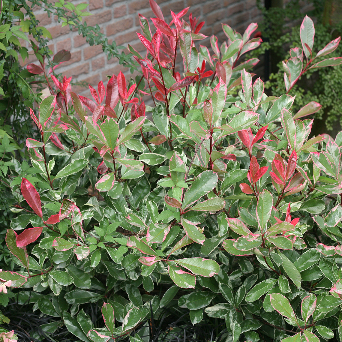 Pink Marble Photinia with red new growth on foliage