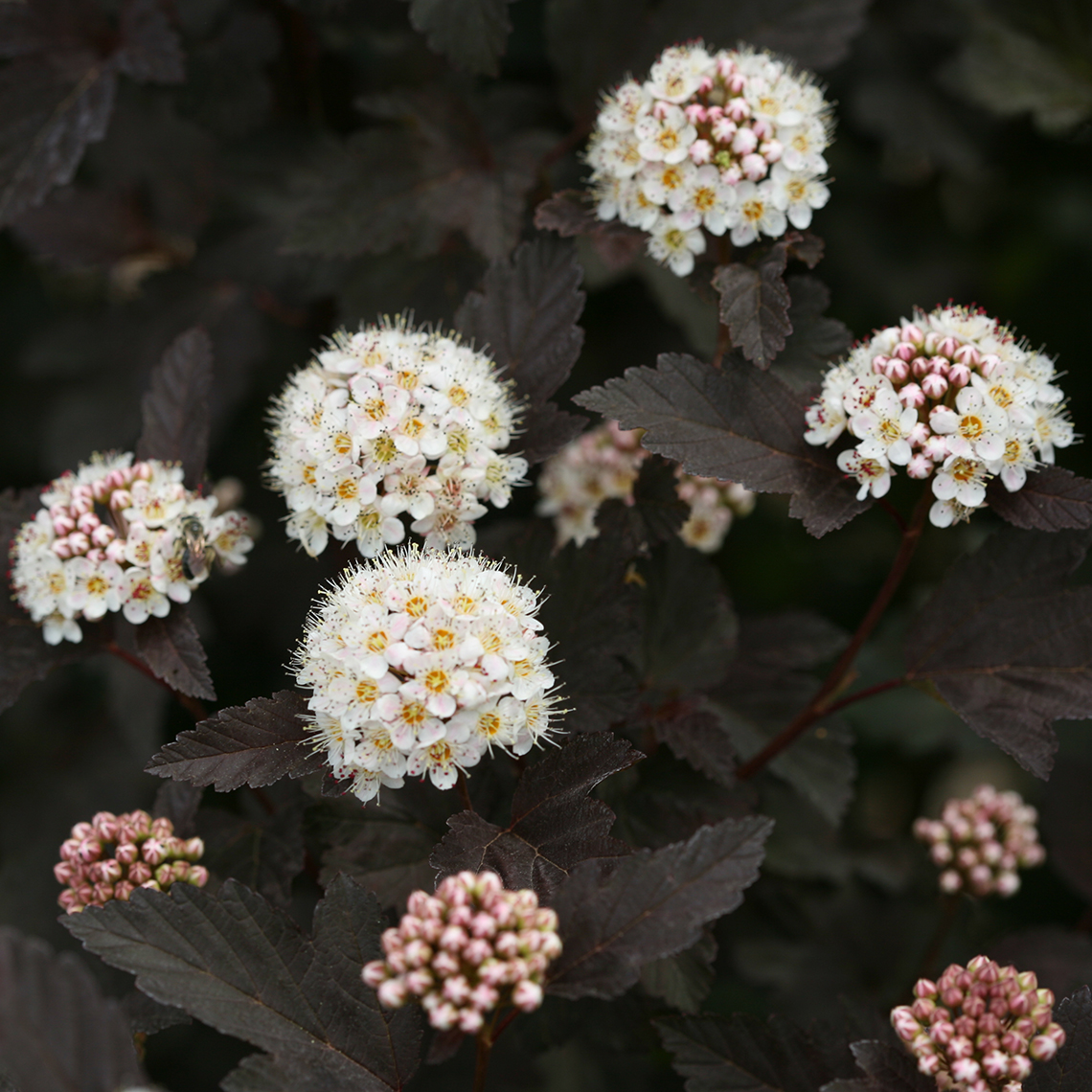 Close up of white and pink blooms on Diabloa Physocarpus