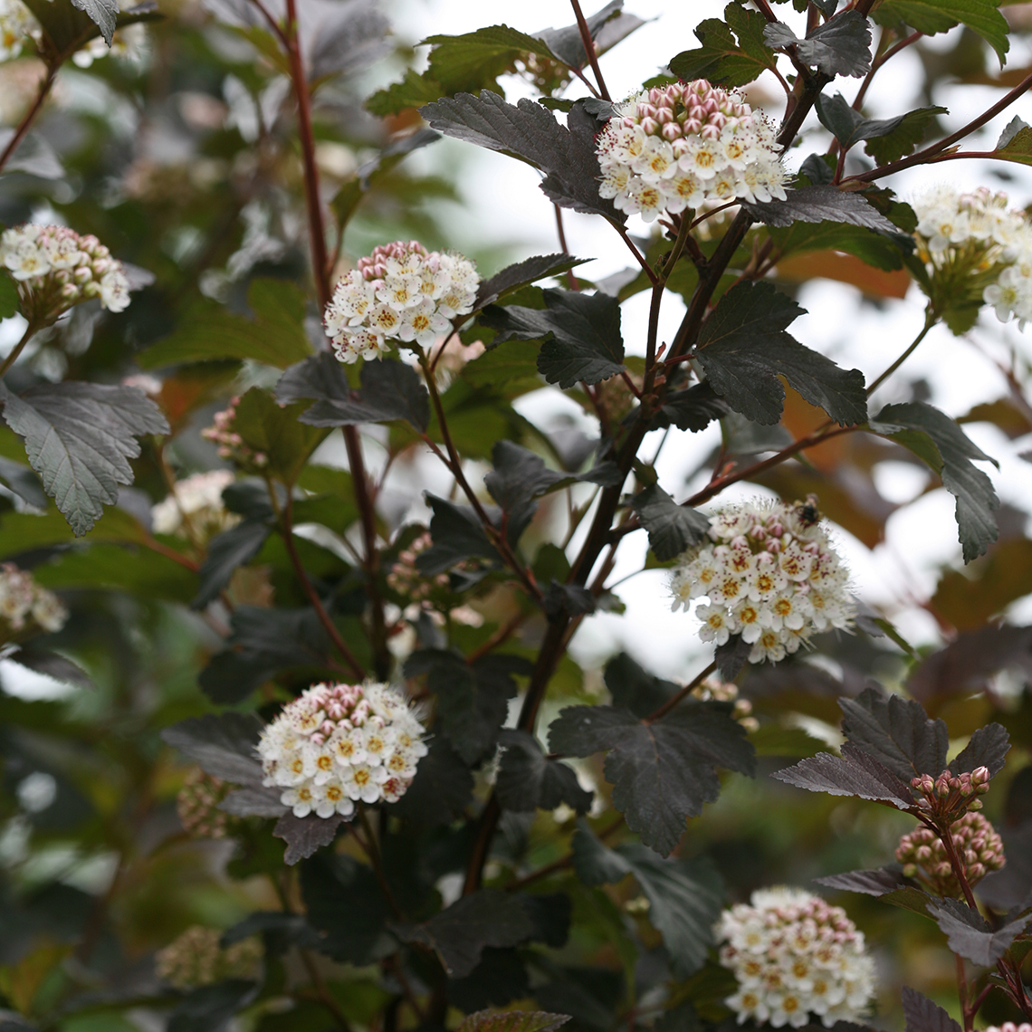 Close up of white Diablo Physocarpus blooms with dark foliage