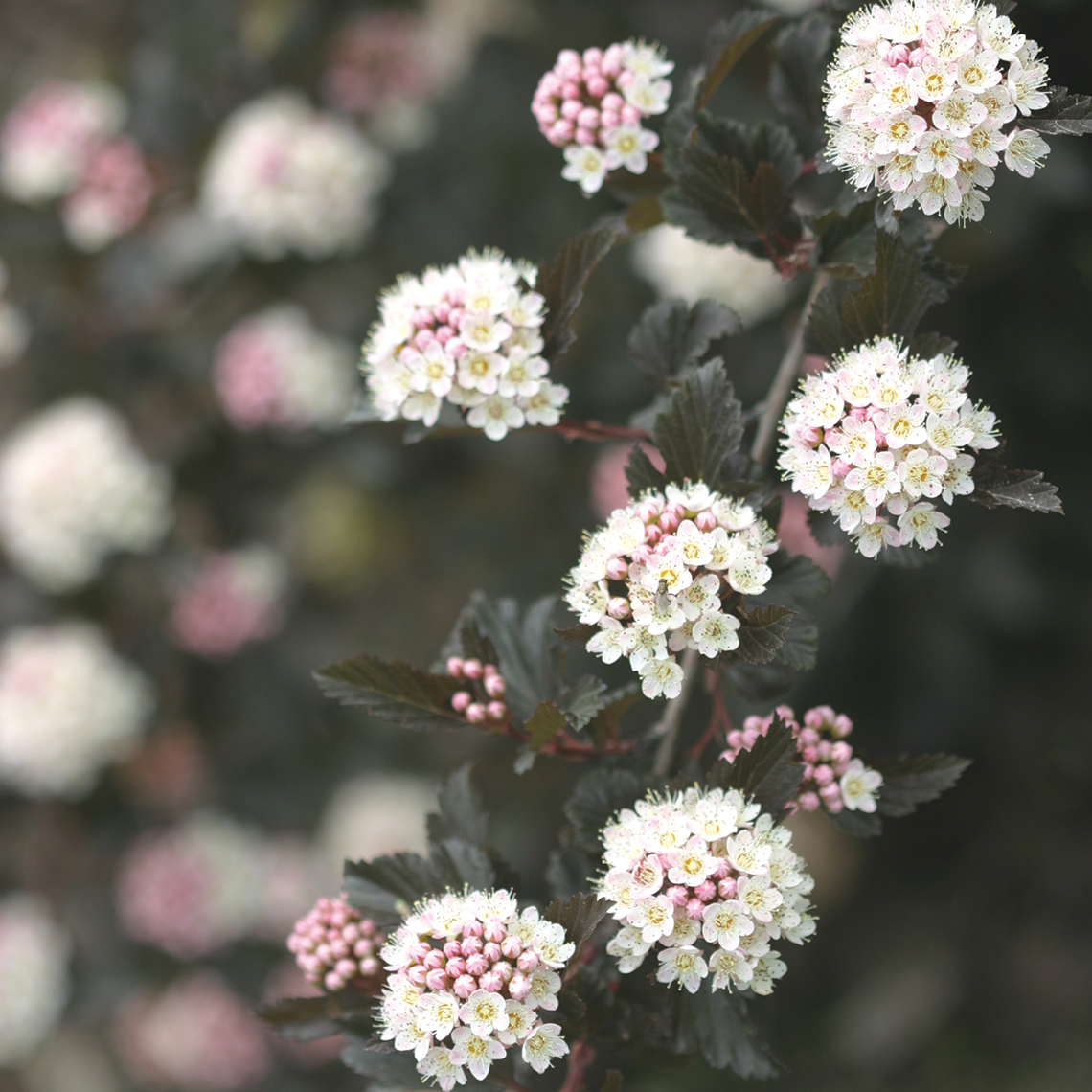 Close up of white and pink Summer Wine Physocarpus blooms