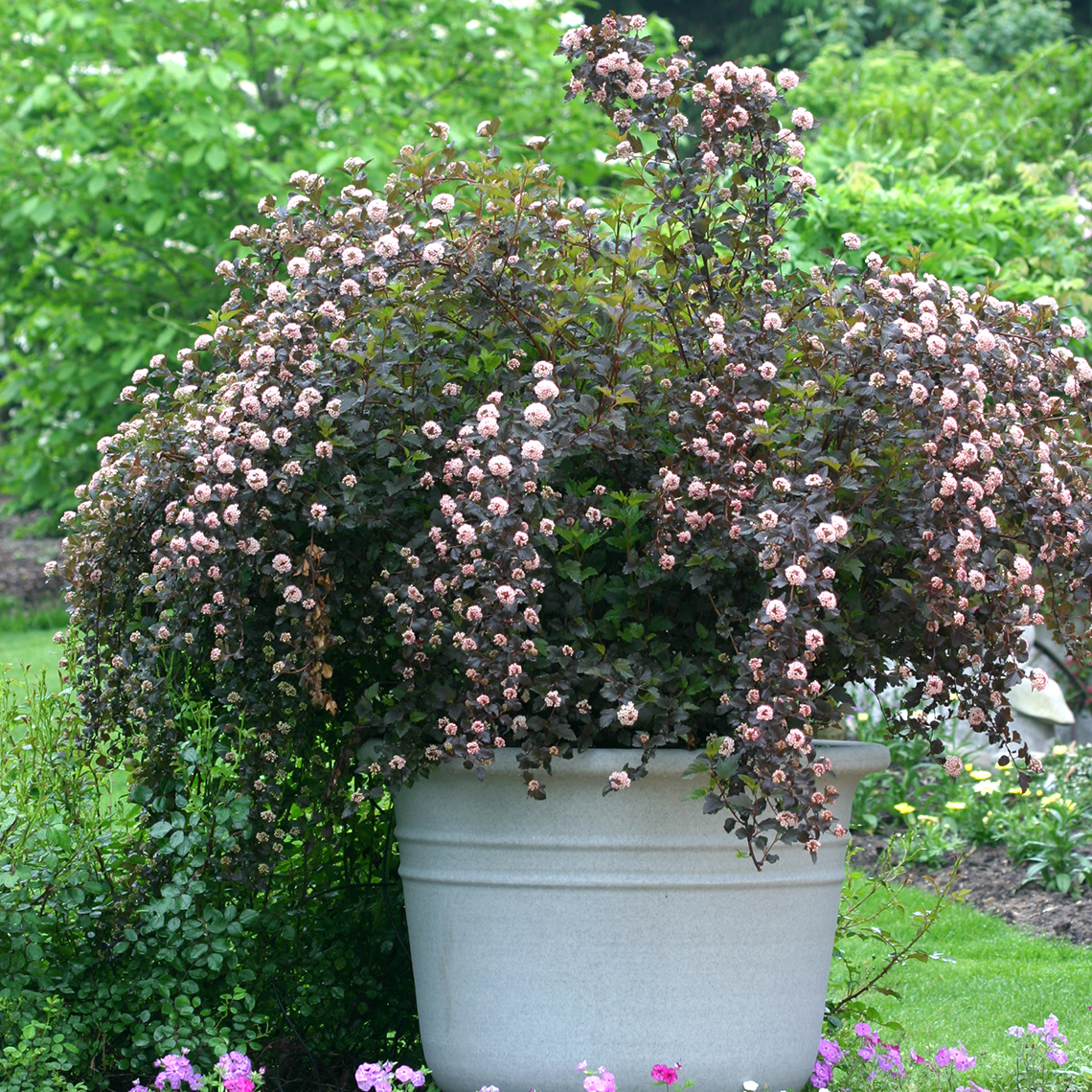 Summer Wine Physocarpus blooming in a container