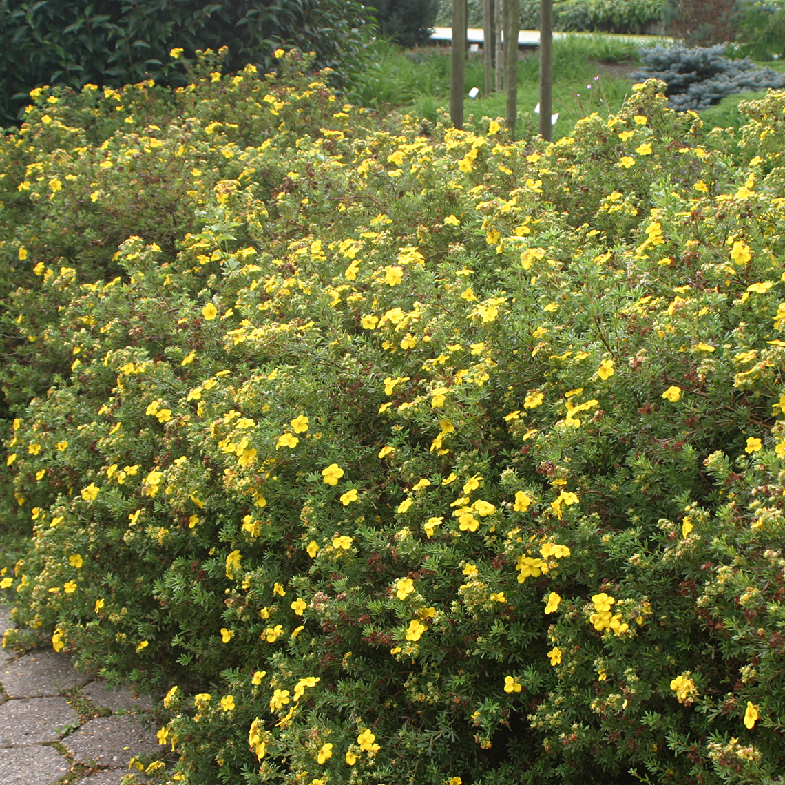Hedge of blooming Potentilla Goldfinger