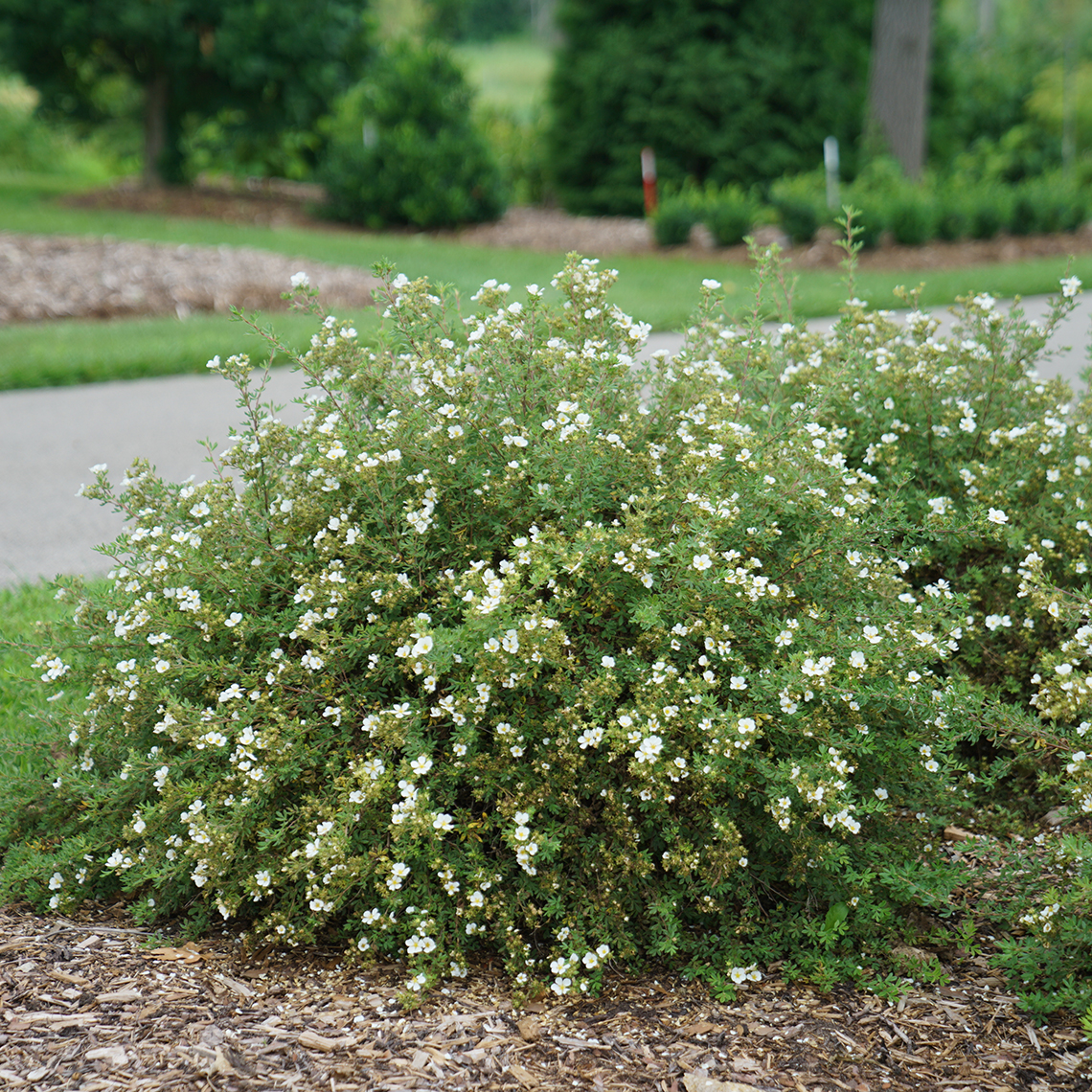 Mounded Happy Face White Potentilla planted along paved walkway