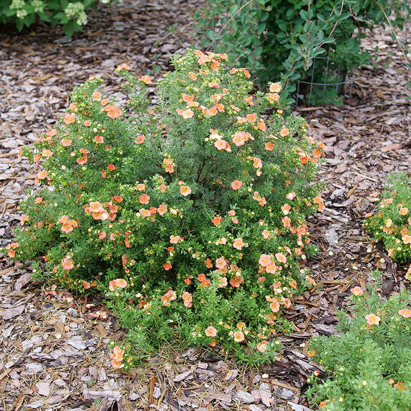 Happy Face Orange potentilla blooming in a landscape