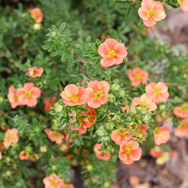 Close up of Happy Face Orange potentilla's orange-red flowers