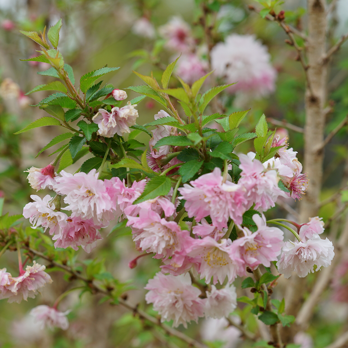 Close up of doubled pink spring flowers of Zuzu Prunus