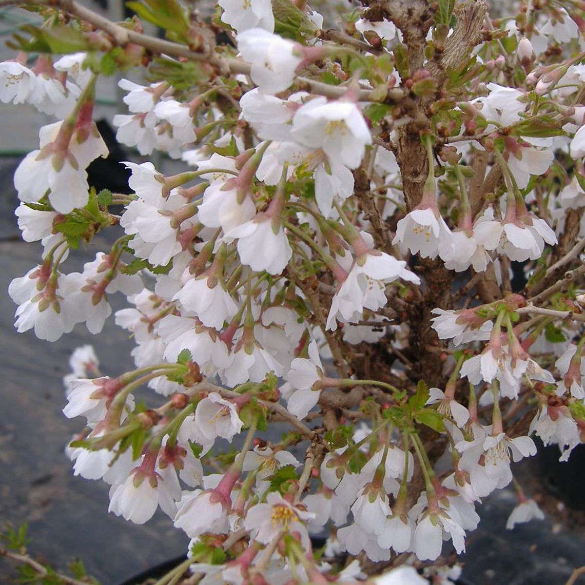 Close up of heavy blooming white Prunus triloba blooms