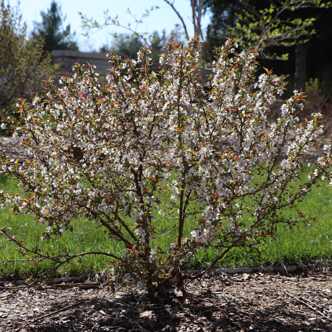 A small Easy As Pie bush cherry blooms in early spring next to a green lawn with hundreds of white-pink flowers. 