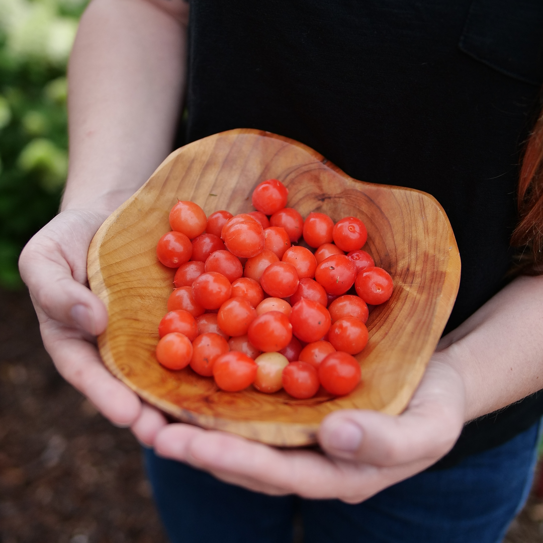 A woman's hands clasp a wooden bowl filled with red cherries harvested off of Easy As Pie bush cherry. 