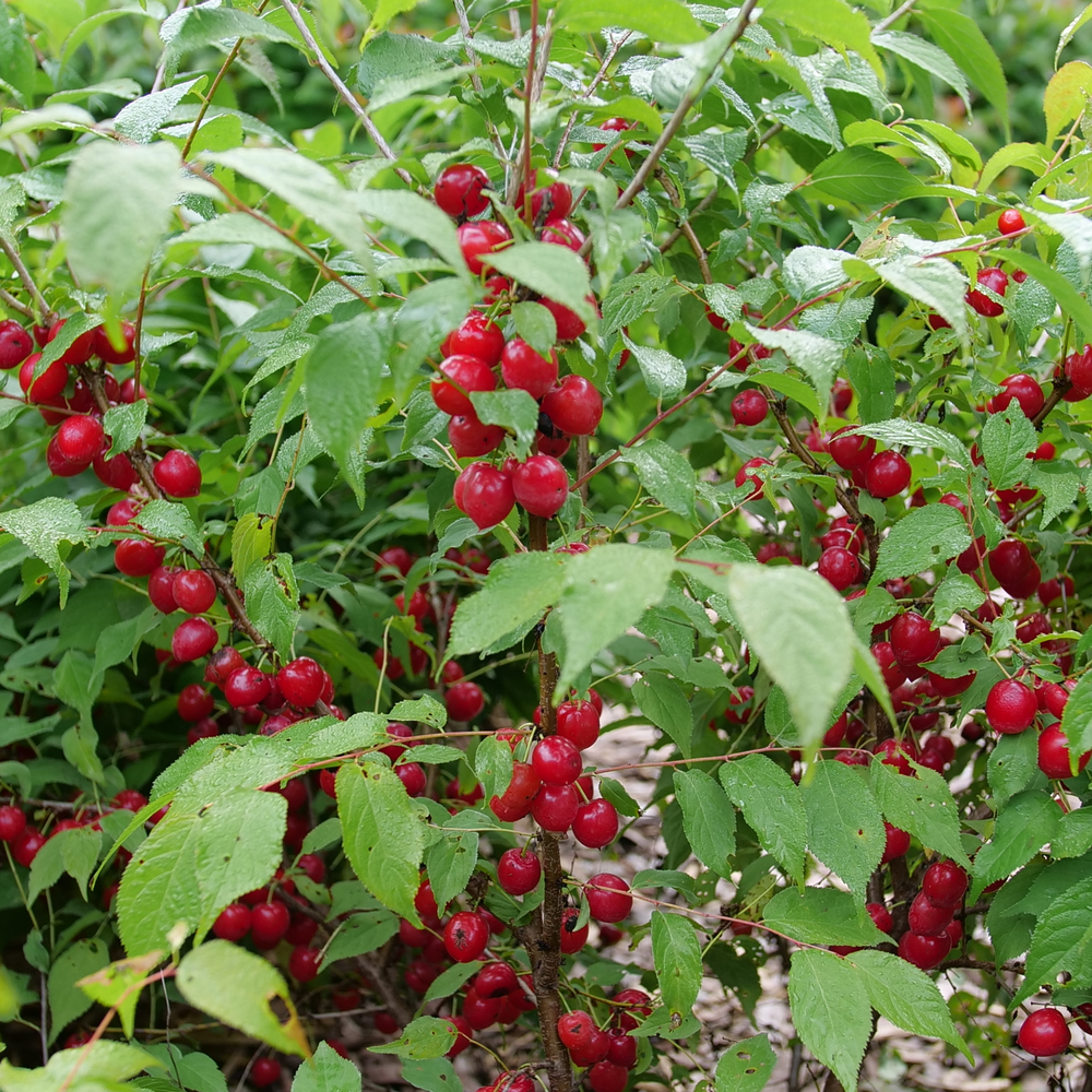 Easy As Pie bush cherry dotted in red cherries in a landscape. 