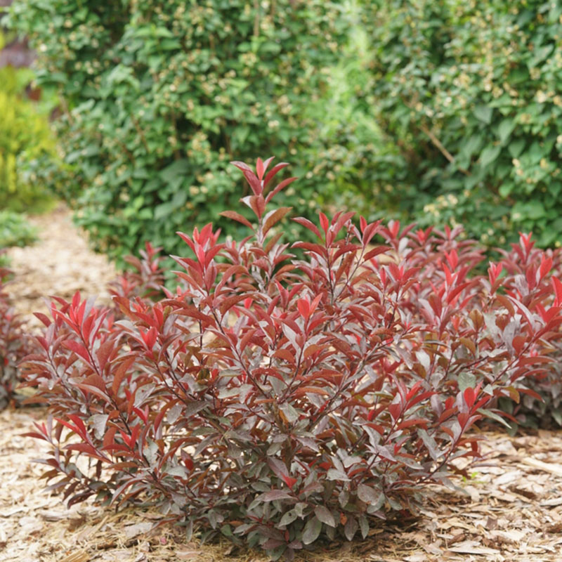 Stay Classy Prunus with purple foliage in a landscape