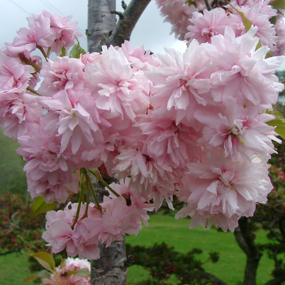 Fluffy pink blooms are clustered together along a single branch of Weeping Extraordinaire weeping cherry.