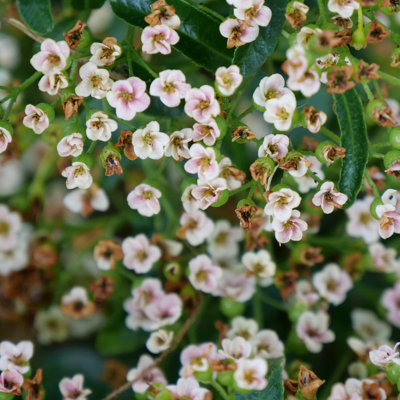A close up of the small white flowers of Berry Box Pyracomeles.
