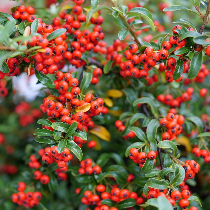 A close up of the bright red berries of Berry Box Pyracomeles.